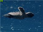 海龟游泳动态图片