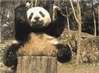 熊猫摔跤搞笑动态图片