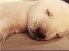 狗狗打瞌睡动态图片