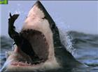 鲨鱼吃人的图片