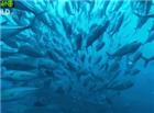 海底鱼群图片动态图片