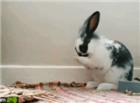可爱兔子吃东西动态图片