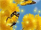 蝴蝶在花丛中飞舞的动态图片