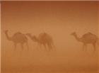 沙尘暴中行走的骆驼动态图片