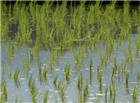 春天的稻田图片