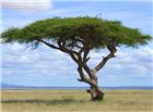非洲大草原树木图片