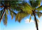 毛里求斯棕榈树图片