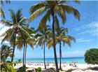 沙滩棕榈树图片