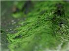 绿色苔藓图片