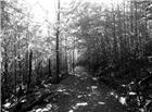 树林黑白图片