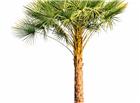 亚热带棕榈树图片