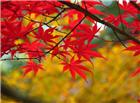 秋天枫叶高清图片