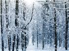 树林雪景唯美意境图片