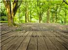 木板地与茂密树林图片