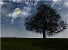 夜晚星空月亮大树草地图片