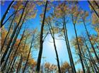 秋日原始森林风景图片