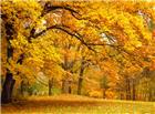 秋季树林枫叶图片