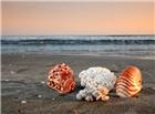 高清沙滩贝壳图片