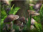 高清森林蘑菇图片
