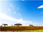 高清非洲草原图片