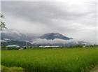 农村稻田风景图片