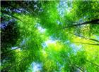 竹林风光素材图片