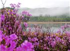 桃花风景图片