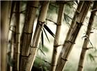 古典竹林图片