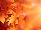 秋天枫叶素材图片