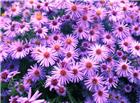 紫色小清新花朵图片