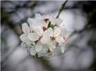 日本白色樱花图片