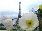 巴黎铁塔前的花朵图片