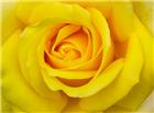 黄色微距玫瑰花图片