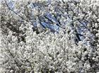 白色的樱花树图片