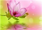 粉色木兰花图片