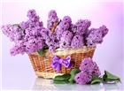 紫色清新丁香花图片