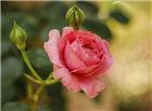 一朵粉玫瑰花图片
