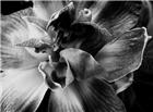 黑白花朵图片