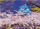日本樱花唯美图片