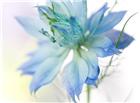 蓝色淡雅花朵图片