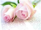 粉色爱情玫瑰花图片