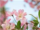 粉嫩海棠花图片