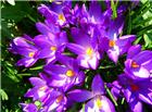 紫色藏红花图片