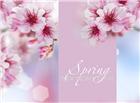 春天粉色花朵图片