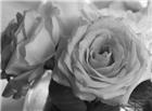 黑白玫瑰花图片