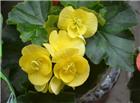 黄色海棠花图片