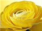唯美黄色玫瑰花图片
