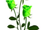 绿色玫瑰花图片