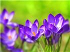 鲜艳紫色花朵图片