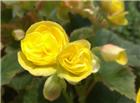 黄色丽格海棠图片